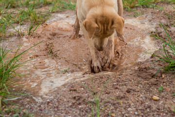 Dog playing and fun in a puddle of mud.