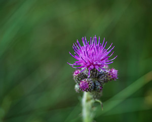 Distel