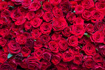 wall red roses, one thousand flowers top view, background, texture of roses