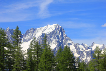 forest in front of the mountain