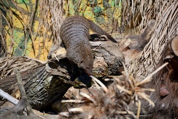 Mongoose down from a fallen tree