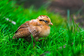 Fototapeta na wymiar A chick resting in the grass