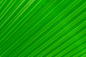 Closeup Washington Palm or Washingtonia robusta leaves,Pattern of palm leaves for the background.