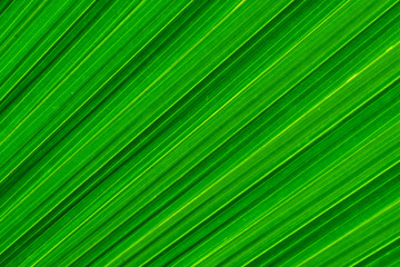 Fototapeta premium Closeup Washington Palm or Washingtonia robusta leaves,Pattern of palm leaves for the background.
