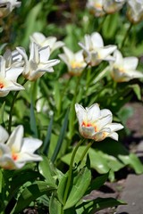 Obraz na płótnie Canvas White tulips on a sunny day