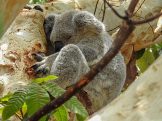 Koala Asleep But Holding On