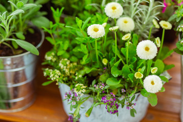 Blooming flower pot in front of other plants.