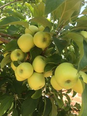 apples on tree