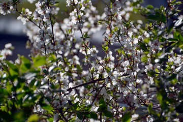 Lush spring bloom on a sunny day