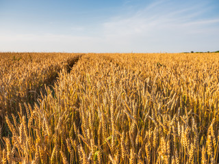 Golden ripe wheat field, just before harvesting