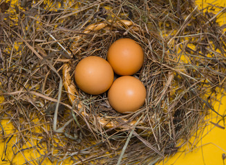 Eggs in a nest of branches on a yellow background. Brown rim with eggs