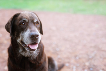 Dog shy guilty is a shelter hound dog waiting looking up with lonely eyes an intense stare outdoors...