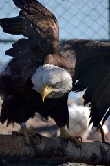 Bald eagle waving his wings