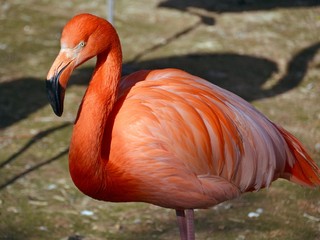 Bright red flamingo close-up