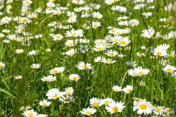Daisy flowers in the meadow