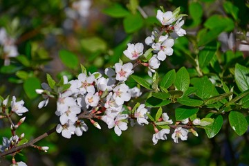 Spring apple blossom sunny day