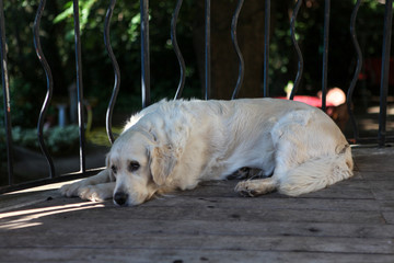 Sad dog laying on the ground