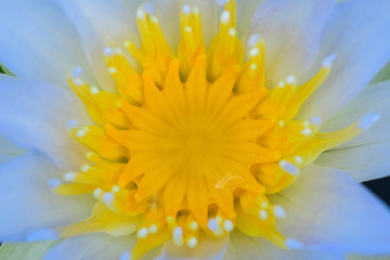 Fototapeta premium Closeup by Selective Focus Pollen Lotus flower,Yellow lotus,Nectar for insect food,Colorful and beautiful flower.