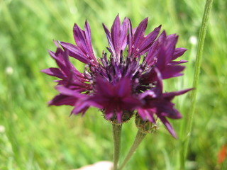 bright purple flower