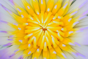 Obraz premium Closeup by Selective Focus Pollen Lotus flower,Yellow lotus,Nectar for insect food,Colorful and beautiful flower.