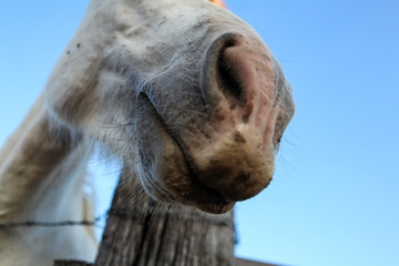 Curious horse closeup to the camera. Huge horse nose and mouth. Blue sky in French countryside. Camargue experience, summer adventure. Nature and wildlife. Animals.