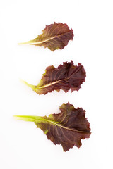 Red leaf lettuce isolated on white background