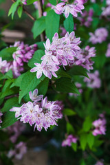 Beautiful branches of decorative pink jasmine in the summer.