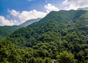 Fototapeta na wymiar forest cover on the hillside