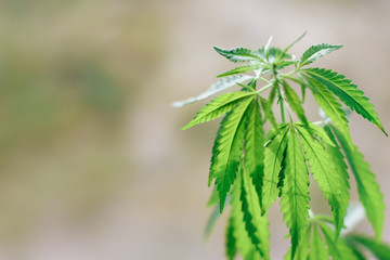 Beautiful green hemp bush. Growing medicinal cannabis. CBD oil. Medical extract. Marijuana commercial grow. Concept of herbal alternative medicine. Copy space