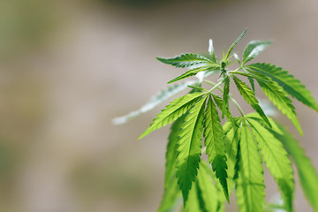 Beautiful green hemp bush. Growing medicinal cannabis. CBD oil. Medical extract. Marijuana commercial grow. Concept of herbal alternative medicine. Copy space