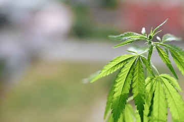 Beautiful green hemp bush. Growing medicinal cannabis. CBD oil. Medical extract. Marijuana commercial grow. Concept of herbal alternative medicine. Copy space