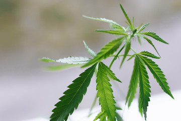 Beautiful green hemp bush. Growing medicinal cannabis. CBD oil. Medical extract. Marijuana commercial grow. Concept of herbal alternative medicine. Copy space