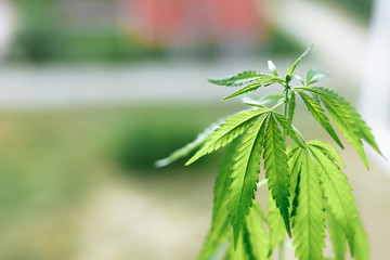 Beautiful green hemp bush. Growing medicinal cannabis. CBD oil. Medical extract. Marijuana...