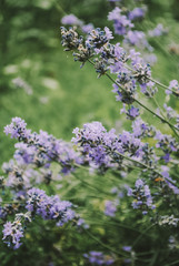 lavender