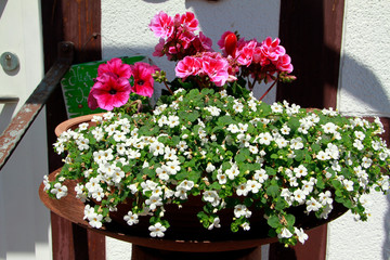 Fototapeta na wymiar Decoration of flowers and plants