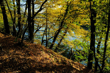 Obraz premium Autumn forest