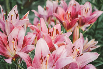 pink lilies in the garden