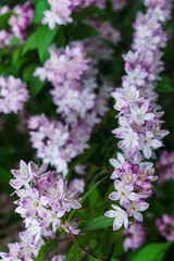 Beautiful branches of decorative pink jasmine in the summer.