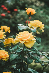 yellow flowers in the garden