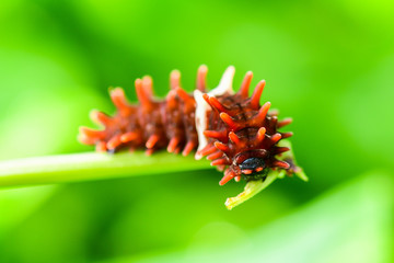 Closeup Red worms are eating leaves in nature.