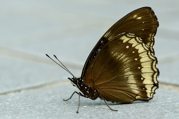 Closeup Butterfly On the floor.