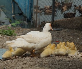 ducks on the farm