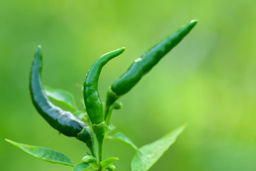 Closeup Green Chilli peppers, chili, chile,chilli in the garden.