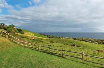 Fototapeta na wymiar Meadows on the coast of the Bay of Biscay