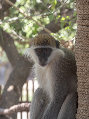 Green Monkey, Chlorocebus aethiops, Awash National Park, Ethiopia