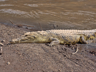 Obraz premium Nile Crocodile, Crocodylus niloticus, lies at Awash Falls, Ethiopia