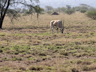 Naklejka na ściany i meble East African Oryx, Oryx gazella beisa, Awash National Park, Ethiopia