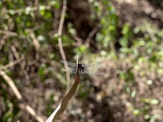 Fototapeta premium Dragonfly at Awash Falls, Ethiopia