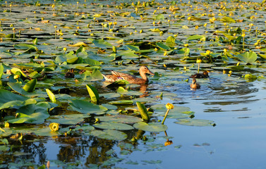 Mallard duck with ducklings on a pond among yellow water lilies.