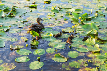 Mallard duck with ducklings on a pond among yellow water lilies.